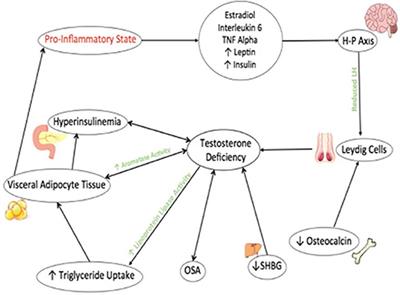 Frontiers Male Obesity Associated Gonadal Dysfunction and the